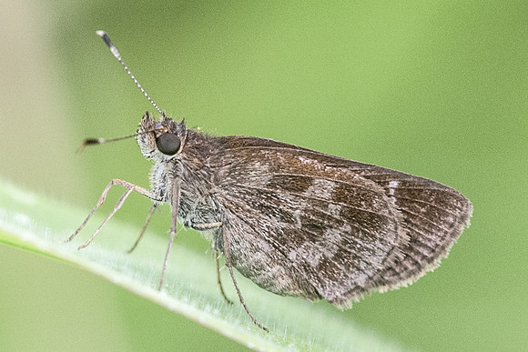 Cymaenes odilia-6741
