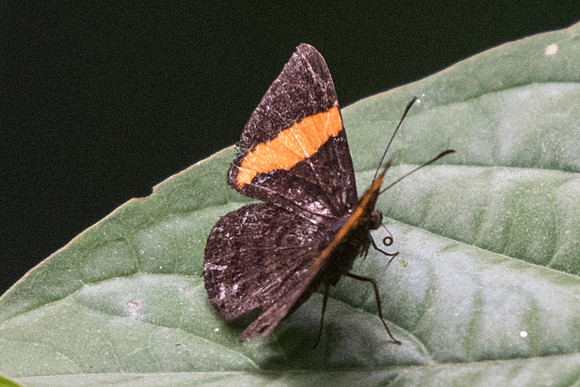 Crocozona pheretima -9007