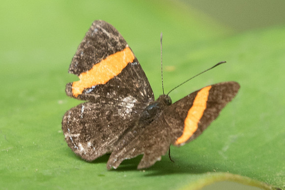 Crocozona pheretima -9078