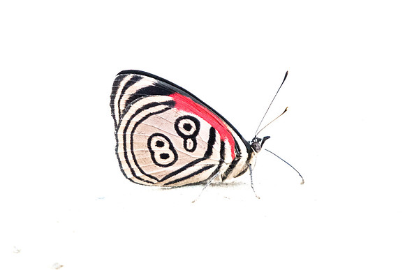 Diaethria clymena marchalii-5395 - Salento - 6/05/19