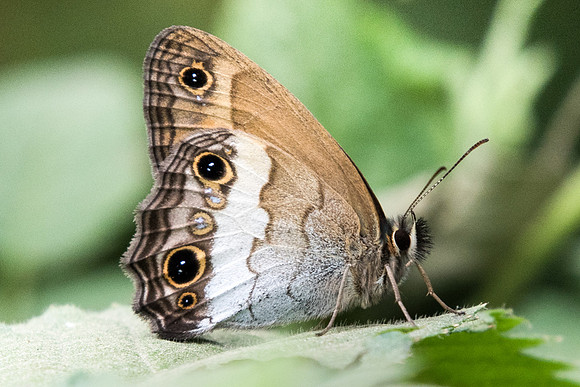 Euptychoides griphe-5497