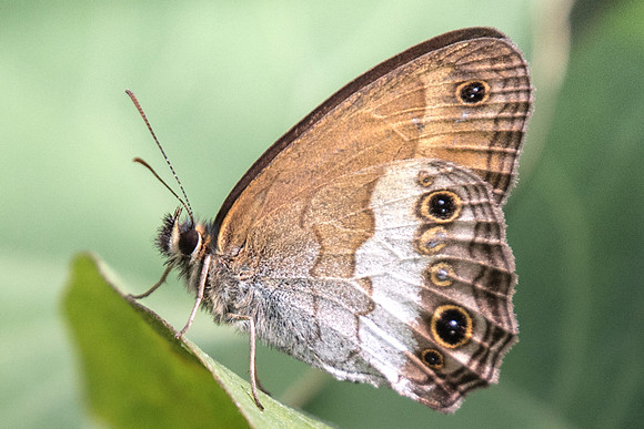Euptychoides griphe-5564