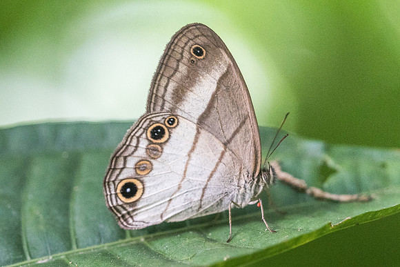 Euptychoides saturnus --6437