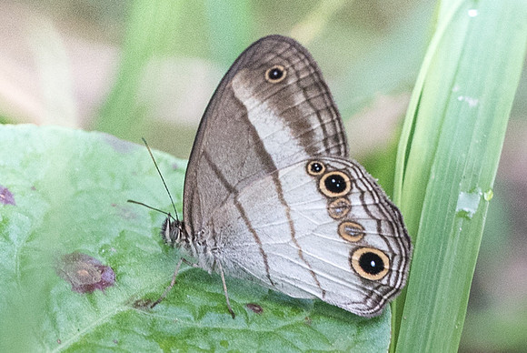 Euptychoides saturnus -6463