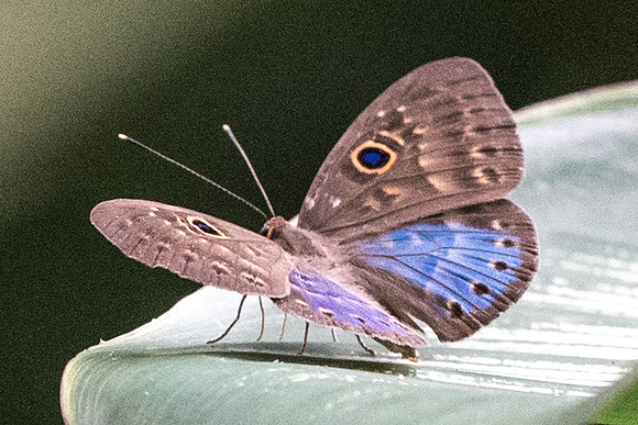 Eurybia lycisca-1059 - 13/05/19