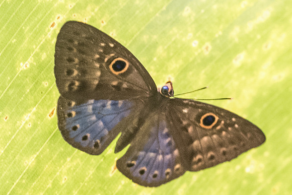 Eurybia lycisca-1090 - 13/05/19