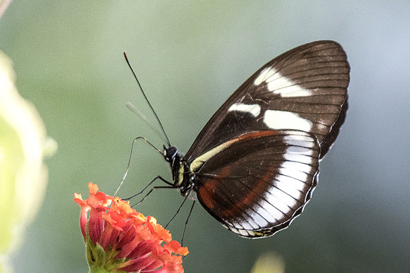 Heliconius cydno weymeri-6169