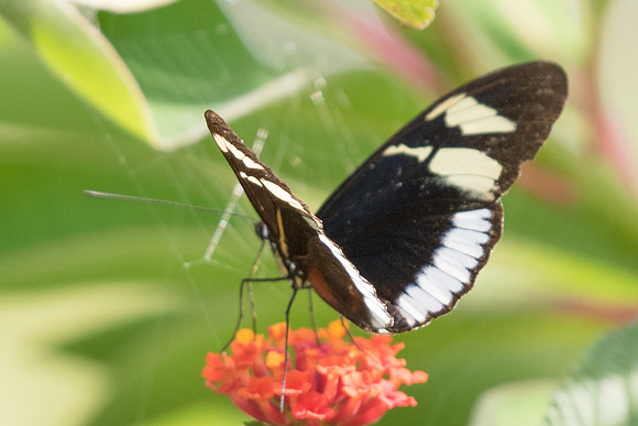 Heliconius cydno weymeri-6190
