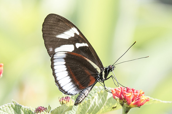 Heliconius cydno weymeri-6281