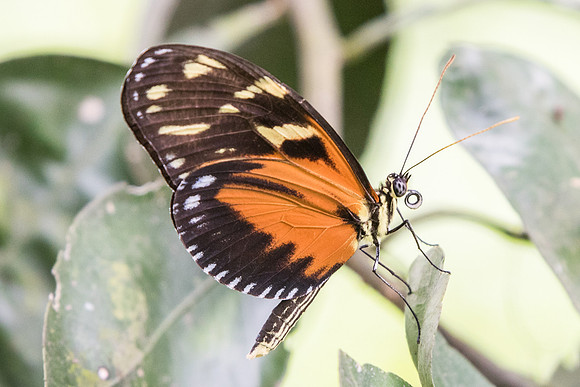 Heliconius hecale melicerta-8261