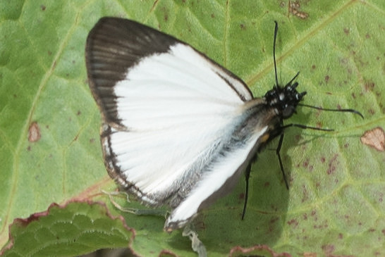 Heliopetes alana -2381
