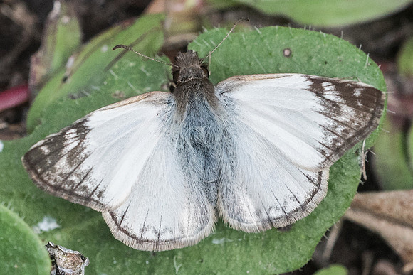 Heliopetes laviana-6664