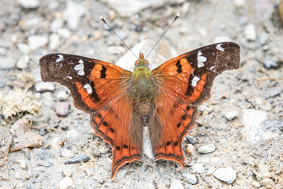 Hypanartia lindigii-5986 - Valle de Cocora - 6/05/19