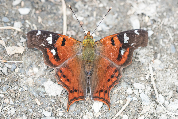 Hypanartia lindigii - Valle de Cocora - 6029 - 6/05/19