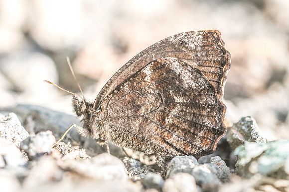 Panyapedaliodes drymaea --7461