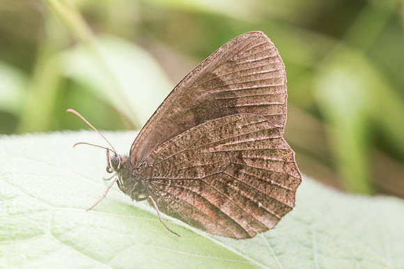 Panyapedaliodes tomentosa -7853