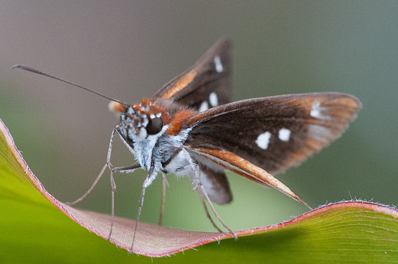 Corra coryna-7935