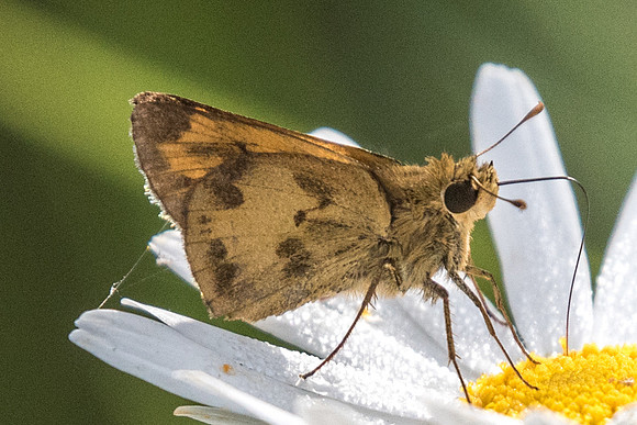 Polites vibex -6193