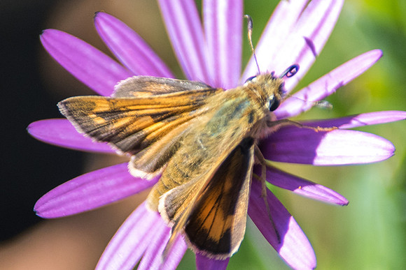Polites vibex-9470