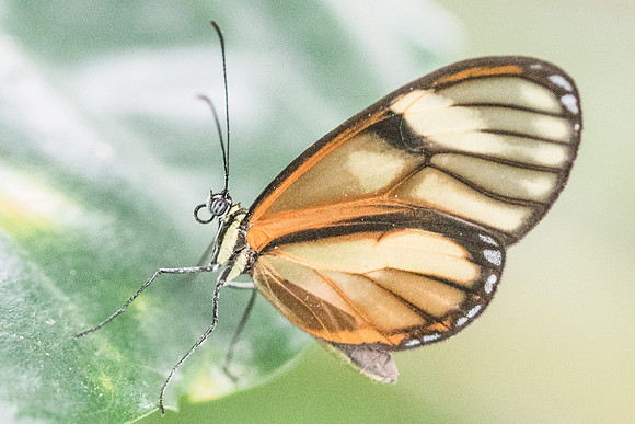 Pteronymia aletta--2085