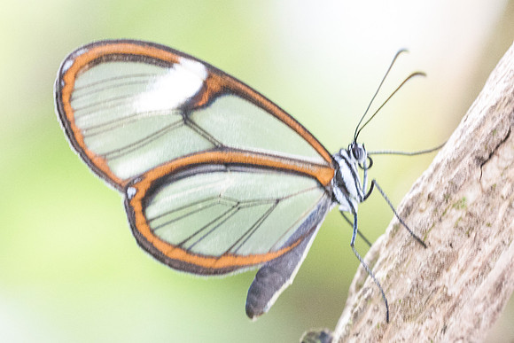 Pteronymia artena -7772