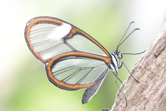 Pteronymia artena -7776