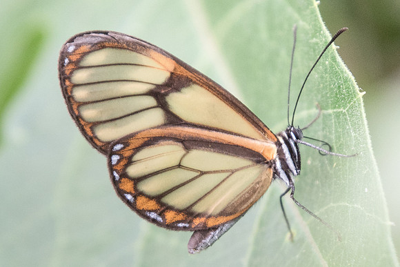 Pteronymia dispaena evonia --7633
