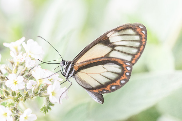 Pteronymia dispaena evonia --7820
