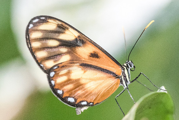 Pteronymia latilla nigricans-1949