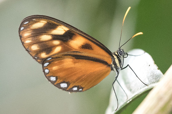 Pteronymia latilla nigricans--2088