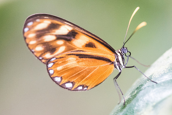 Pteronymia latilla nigricans-2136