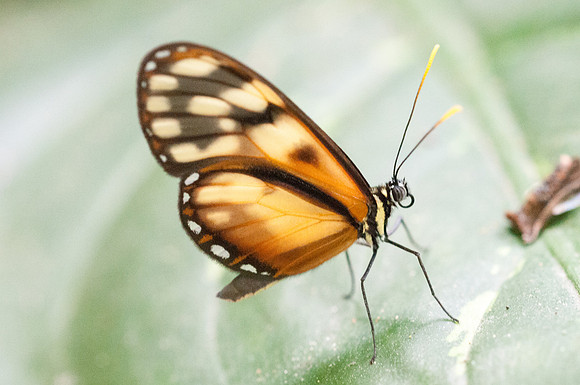 Pteronymia latilla-6804