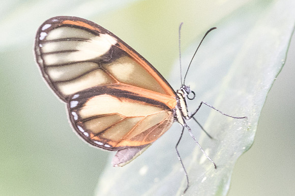 Pteronymia sp-2037