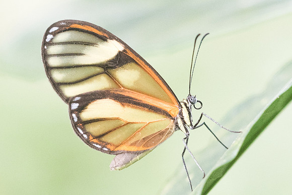 Pteronymia sp-2047