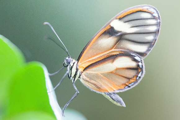 Pteronymia tucuna -8977
