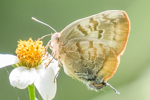Rekoa palegon -5575 - Salento - 6/05/19