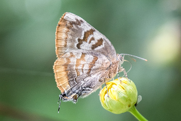 Rekoa palegon -5599 - Salento - 6/05/19