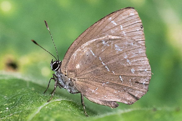 Timaeta timaeus --7204 - Manizales - 7/05/19