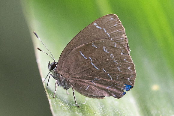 Timaeta timaeus-7346