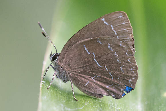 Timaeta timaeus-7368 - Manizales - 7/05/19