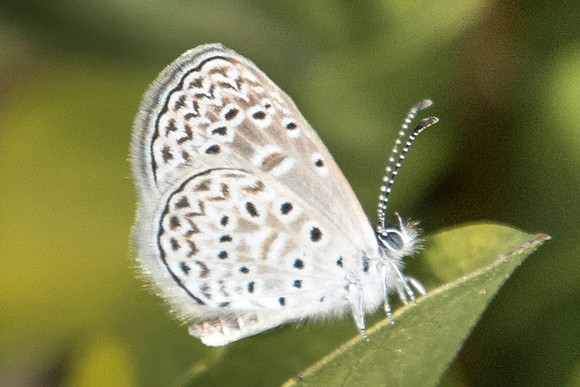 Zizula cyna -0534
