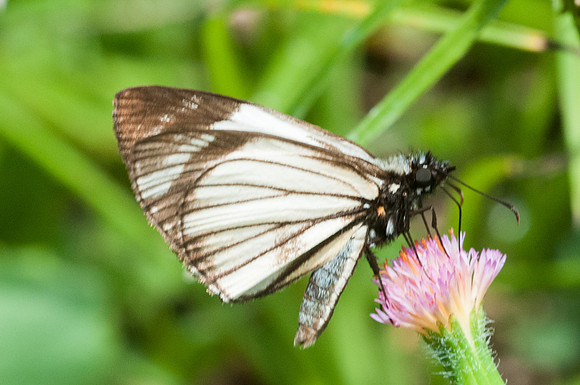 Heliopetes alana -9131