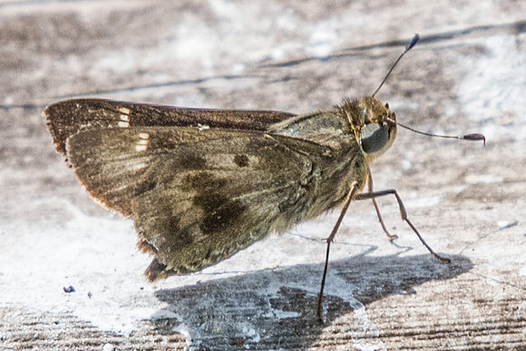 Nyctelius nyctelius nyctelius-5286