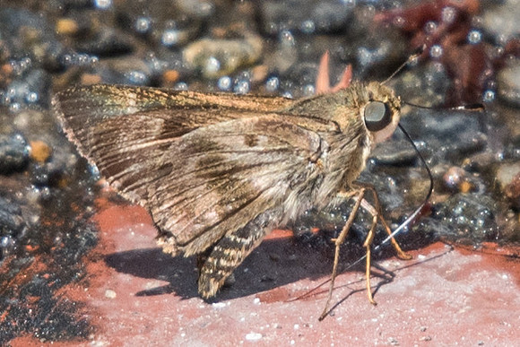 Nyctelius nyctelius nyctelius-5293