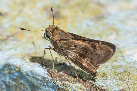 Nyctelius nyctelius nyctelius-5315