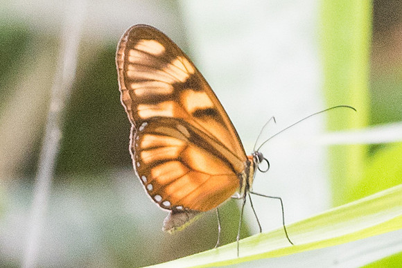 Athesis clearista colombiensis-1055