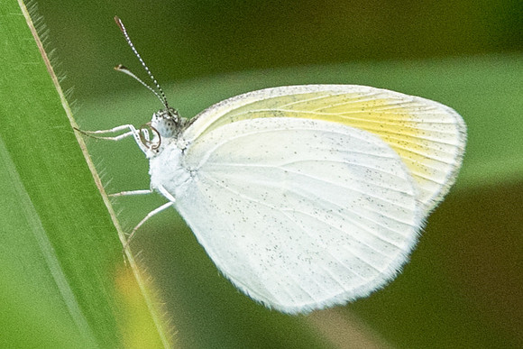 Eurema daira -8419 Mariquita - 9/05/19