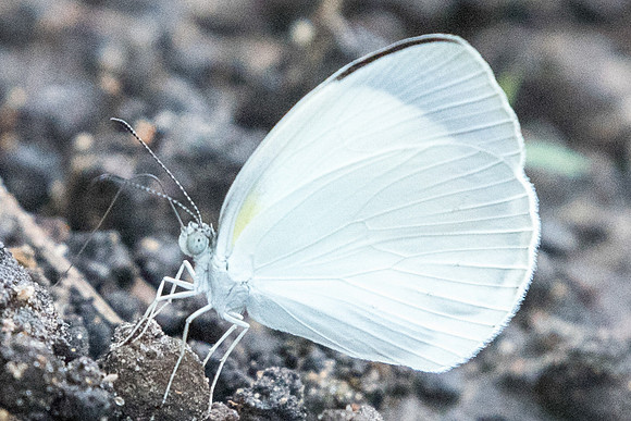 Eurema albula albula-0957 - Bucaramanga - 13/05/19