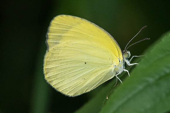 Eurema phiale columbia-7996 - Recinto del pensamiento - 8/05/19