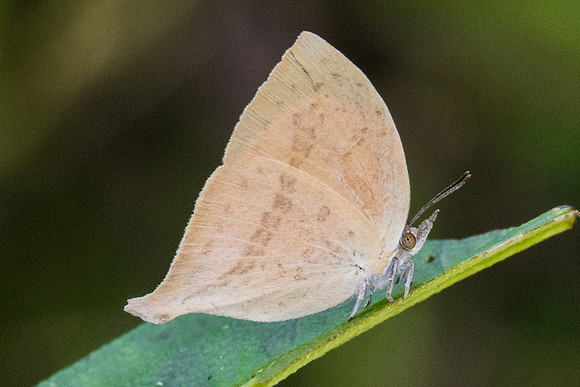 Loxura atymnus atymnus-9311 Koh Samui - 16/03/23